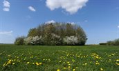 Groen in Zuid-Holland