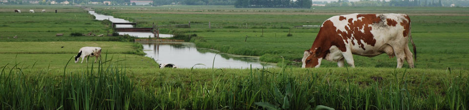 Banner-gebiedsprofiel-Midden-Delfland Banner-gebiedsprofiel-Midden-Delfland