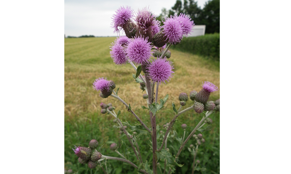 akkermelkdistel akkermelkdistel