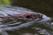 Dit is een afbeelding van een zwemmende bever