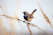 DIt is een afbeelding van een blauwborst, zittend op een tak