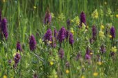 Afbeelding van een veld vol rietorchis