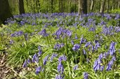 Afbeelding van een veld vol wilde hyacinten