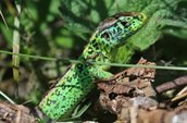 Afbeelding van een zandhagedis, verstopt tussen planten