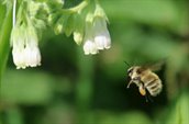 Afbeelding van een zandhommel, zoekend naar voedsel