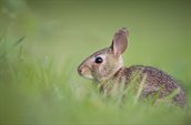 Afbeelding van een konijn in een grasveld