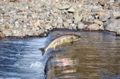 Afbeelding van een zalm, springend boven de rivier