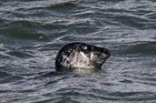 Afbeelding van de gewone zeehond, hoofd boven water