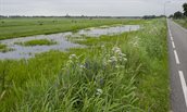 Bermgras in Zuid-Holland
