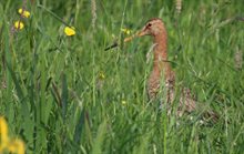 de grutto - weidevogel