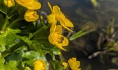 Dotterbloem