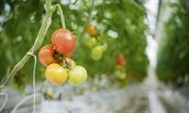 Tomaten