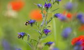 Biodiversiteit op TGV - Fotograaf Robèrt Kroonen - website